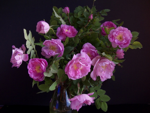 Обои картинки фото цветы, шиповник