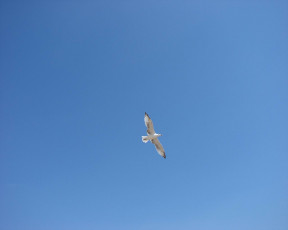 обоя животные, Чайки, бакланы, крачки