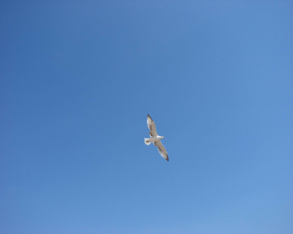 Обои картинки фото животные, Чайки, бакланы, крачки