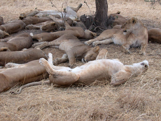 Обои картинки фото животные, львы