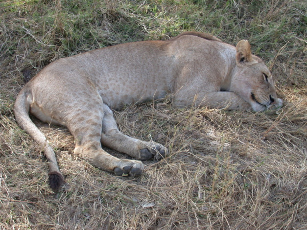 Обои картинки фото животные, львы