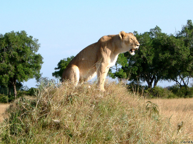 Обои картинки фото животные, львы