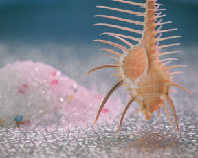 Картинка разное ракушки кораллы декоративные spa камни