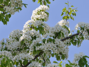 Картинка цветы цветущие деревья кустарники