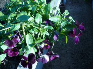 Картинка цветы фиалки