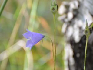 Картинка цветы колокольчики