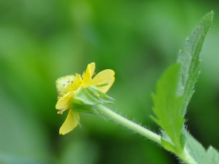 Картинка цветы луговые полевые