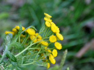 Картинка цветы луговые полевые