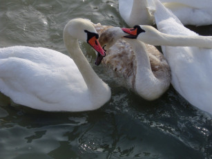 Картинка животные лебеди
