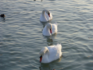 Картинка животные лебеди