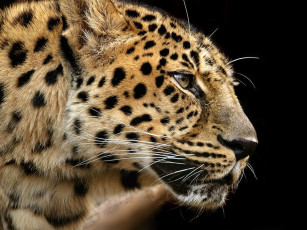 Картинка животные леопарды