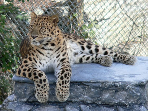 обоя животные, леопарды