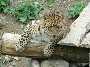 обоя животные, леопарды