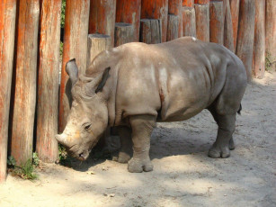 Картинка животные носороги