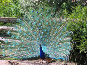 Картинка животные павлины