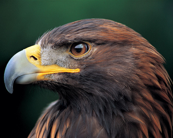 Обои картинки фото животные, птицы, хищники