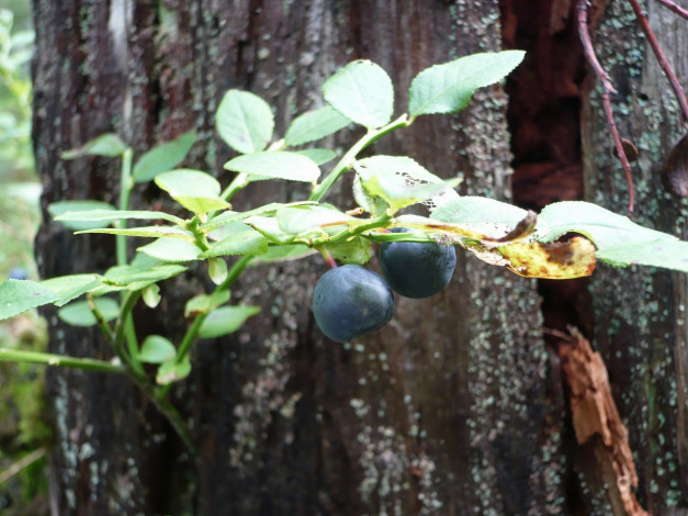 Обои картинки фото 