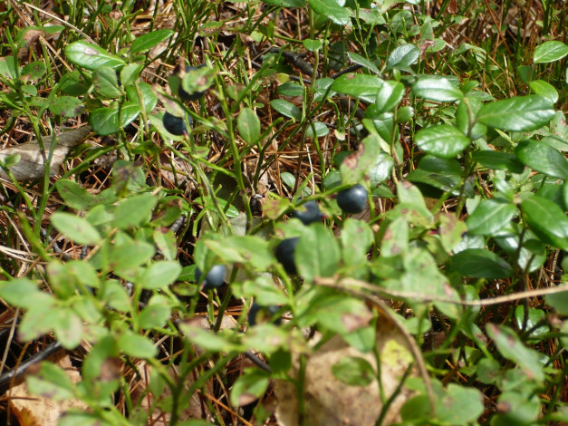 Обои картинки фото 