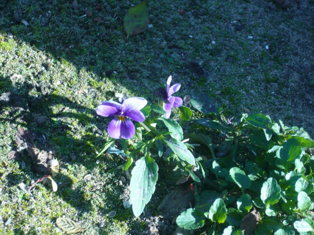 Обои картинки фото цветы, фиалки