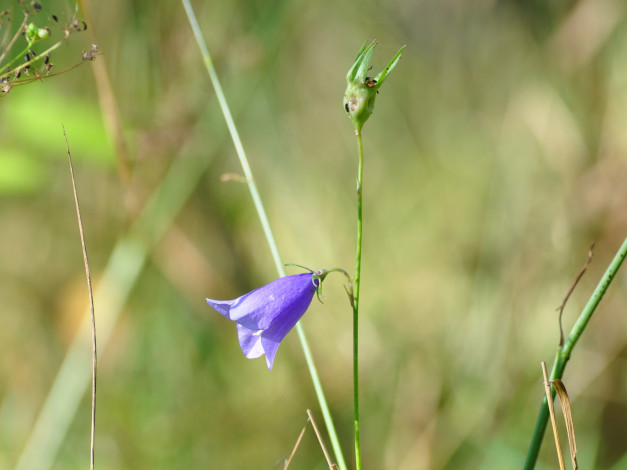 Обои картинки фото цветы, колокольчики