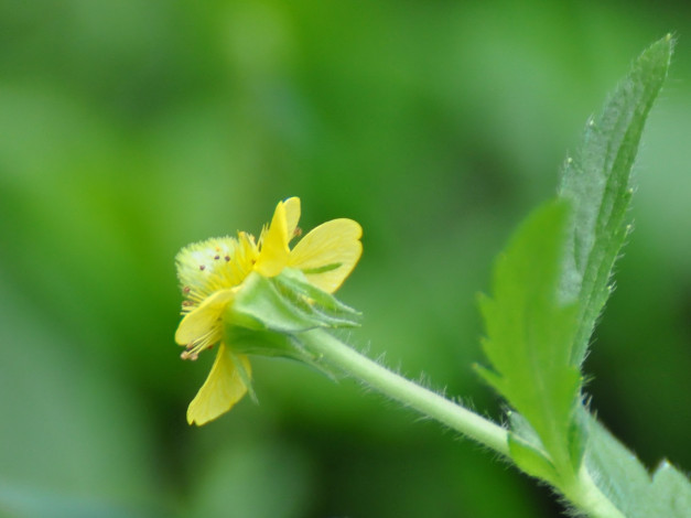 Обои картинки фото цветы, луговые, полевые