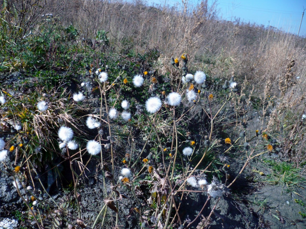 Обои картинки фото цветы, луговые, полевые