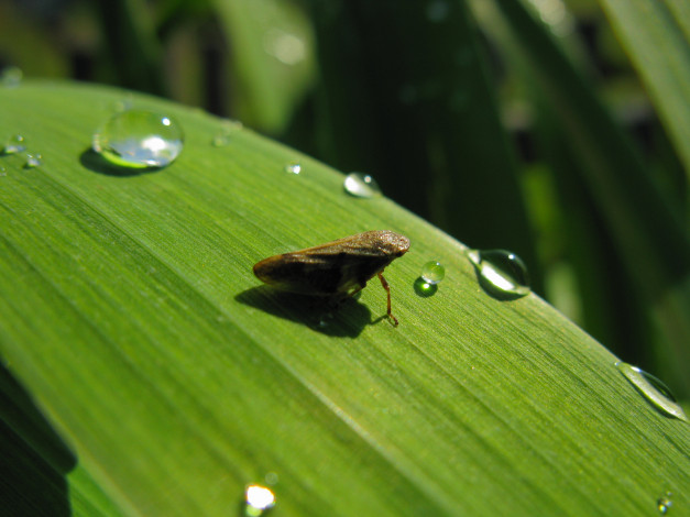 Обои картинки фото животные, насекомые