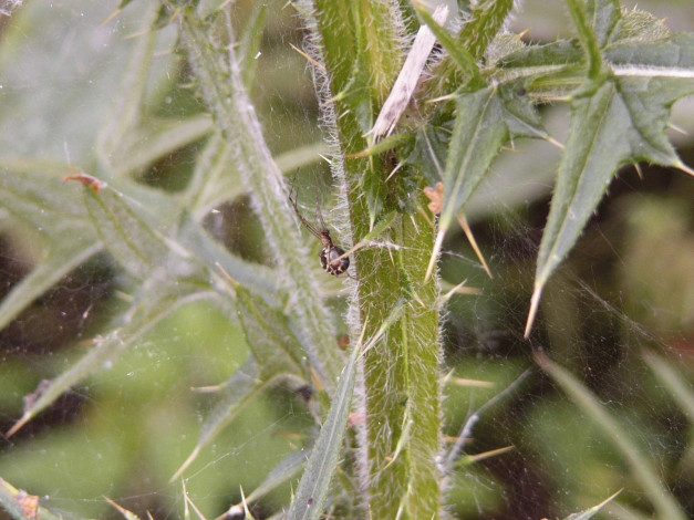 Обои картинки фото животные, пауки