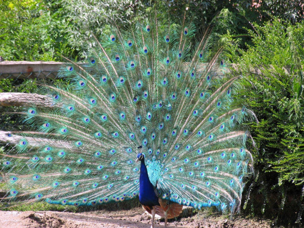 Обои картинки фото животные, павлины