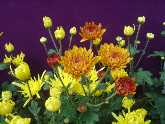 Обои картинки фото цветы, хризантемы