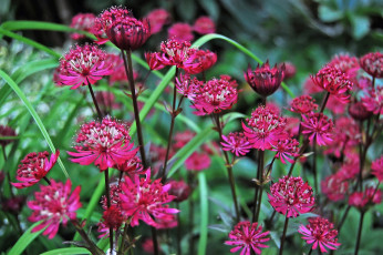 Картинка астрантия цветы много красный