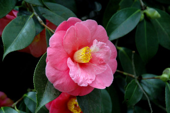 Картинка камелия цветы камелии розовый яркий круглый