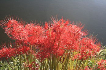 Картинка цветы лилии лилейники лепестки