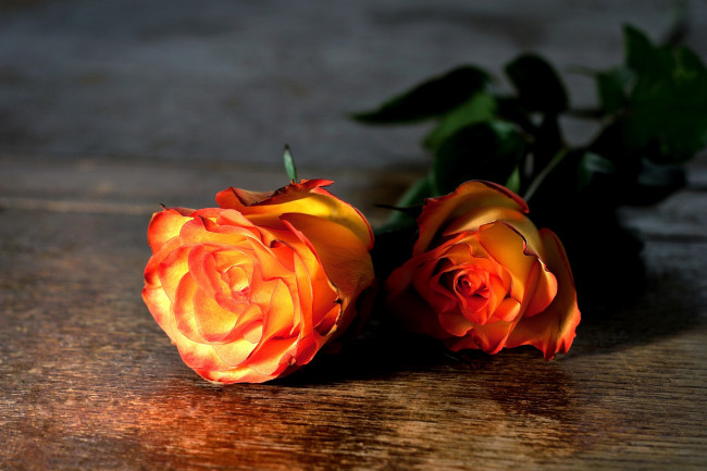 Обои картинки фото цветы, розы, оранжевый