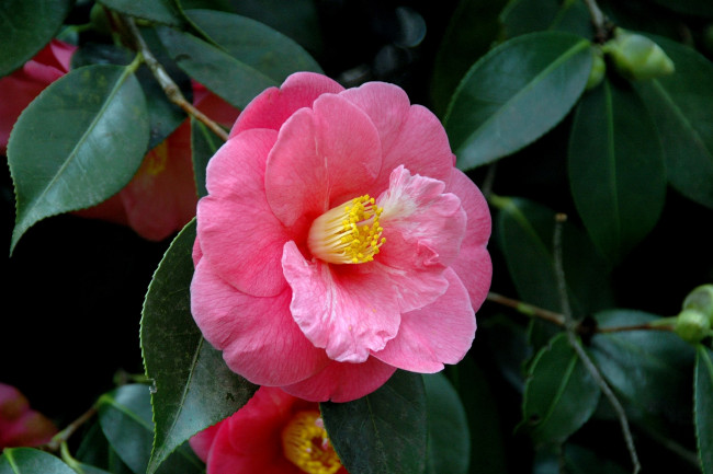 Обои картинки фото камелия, цветы, камелии, розовый, яркий, круглый