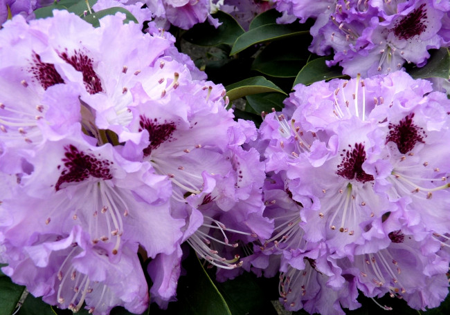 Обои картинки фото цветы, рододендроны, азалии, много, сиреневый
