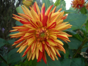 Картинка цветы георгины