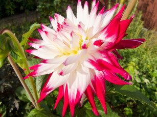 Картинка цветы георгины