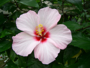 Картинка цветы гибискусы гибискус