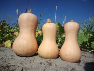 Картинка еда тыква тыквы