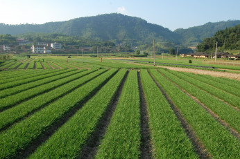 Картинка природа поля поле