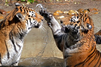 Картинка two tigers животные тигры вода