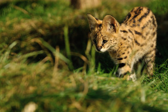 Картинка животные сервалы сервал
