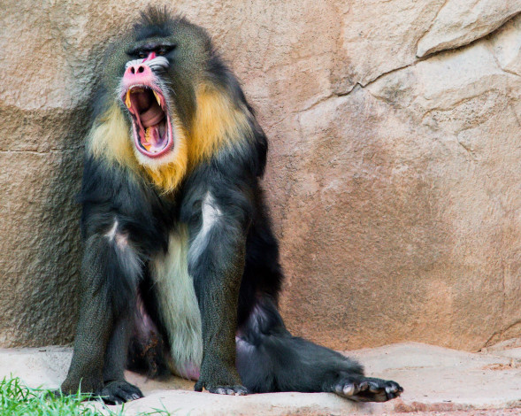 Обои картинки фото babboon, животные, обезьяны, бабуин, пасть, клыки, обезьяна