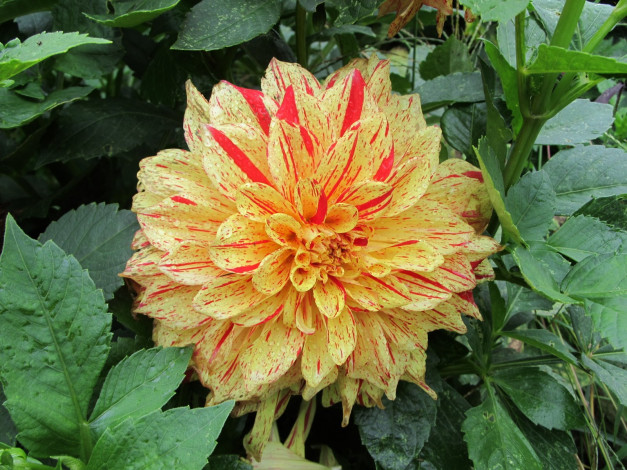 Обои картинки фото цветы, георгины