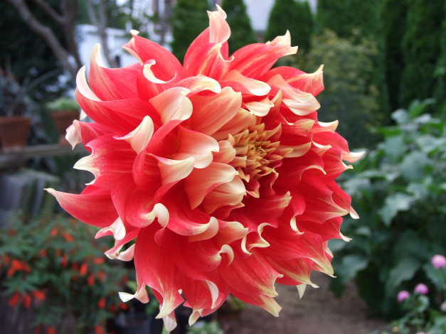 Обои картинки фото цветы, георгины