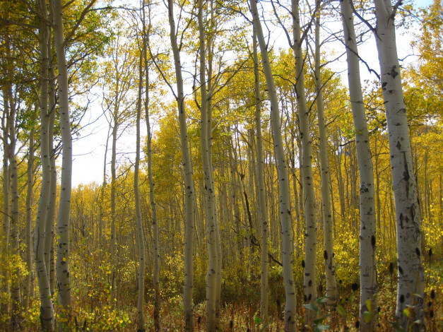 Обои картинки фото природа, лес