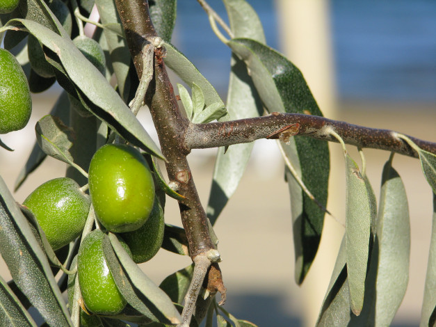 Обои картинки фото природа, плоды, ветка