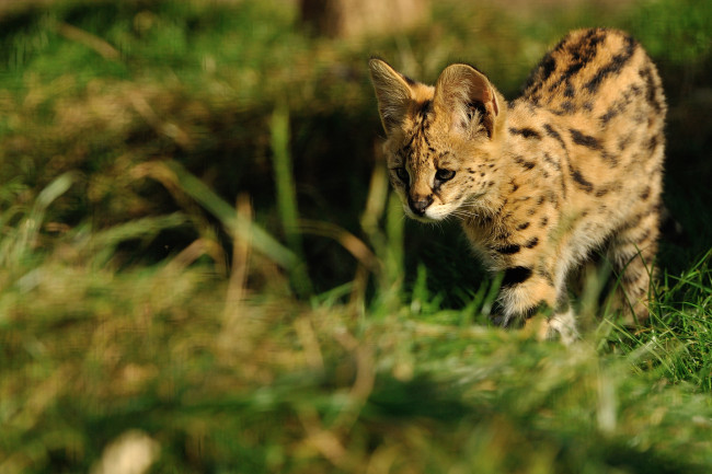 Обои картинки фото животные, сервалы, сервал