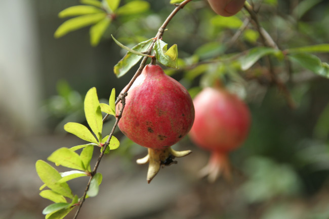 Обои картинки фото природа, плоды, гранат